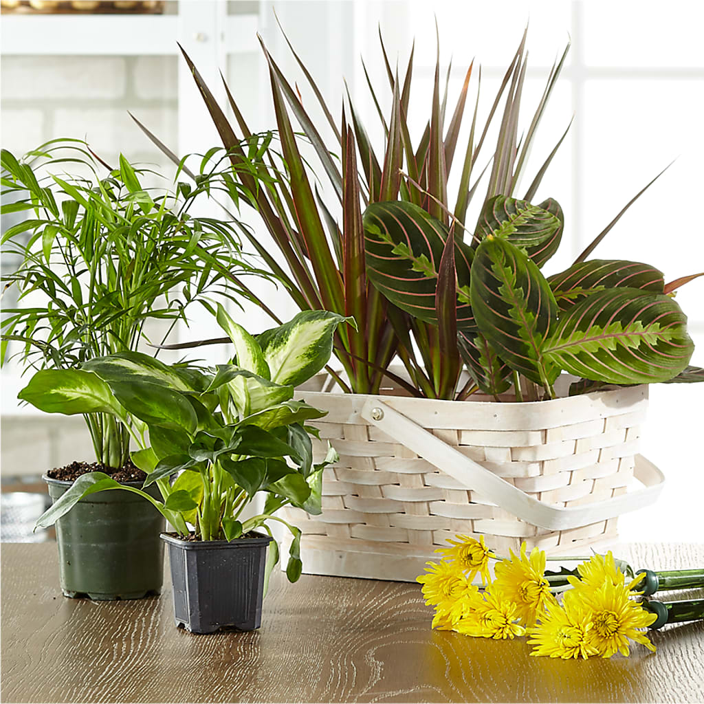 Florist Designed Blooming and Green Plants in a Basket – BUTTERFLIES & BOUQUETS, Peterstown WV