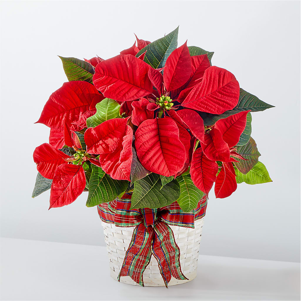 Happiest Holidays Poinsettia – BUTTERFLIES & BOUQUETS, Peterstown WV
