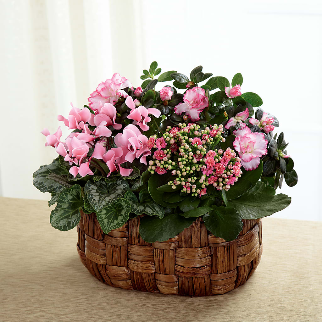 Pink Assortment – BUTTERFLIES & BOUQUETS, Peterstown WV
