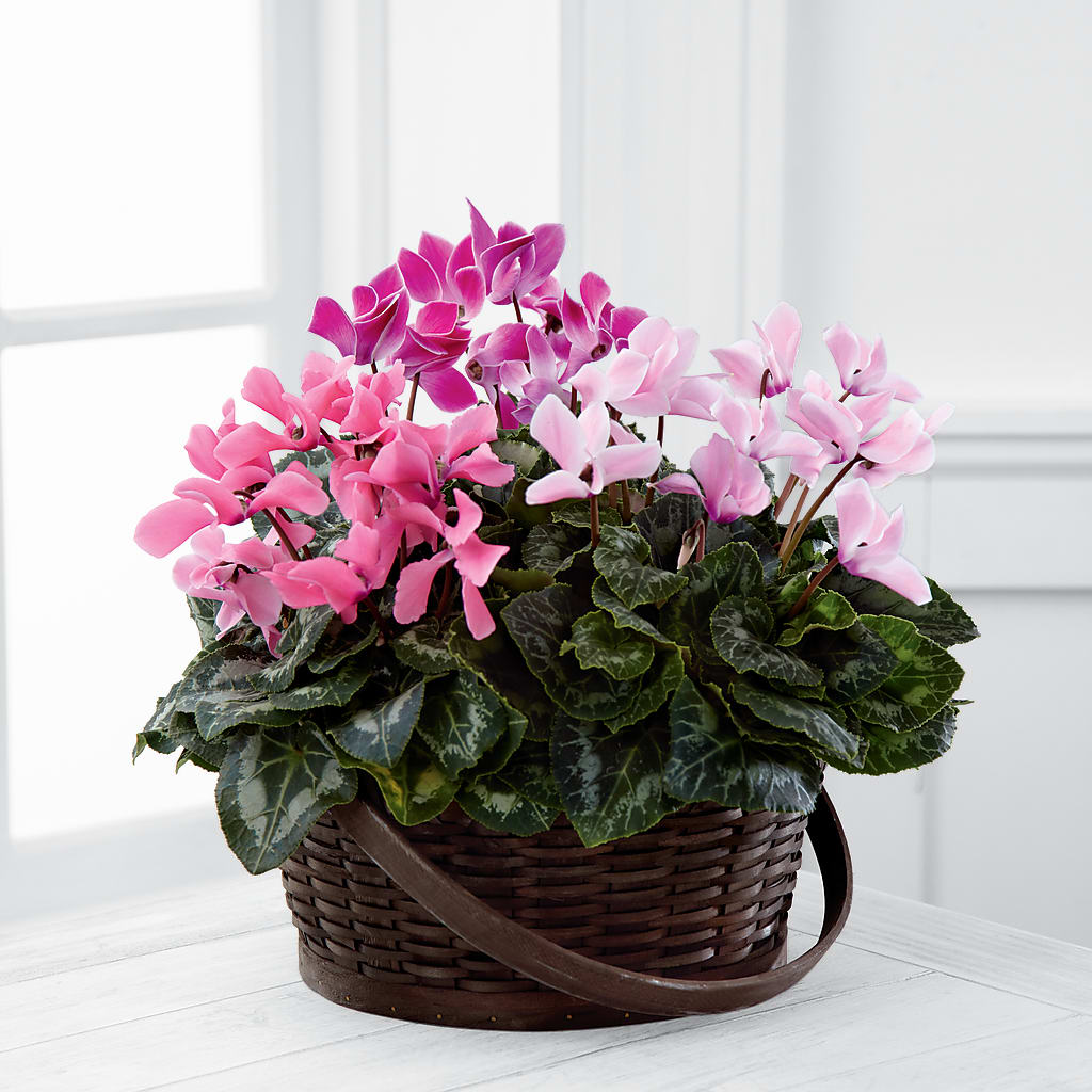 Mixed Cyclamen Planter – BUTTERFLIES & BOUQUETS, Peterstown WV