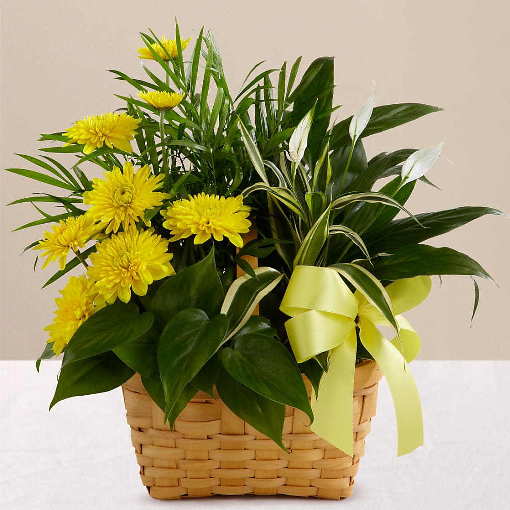 Loving Light Dishgarden – BUTTERFLIES & BOUQUETS, Peterstown WV