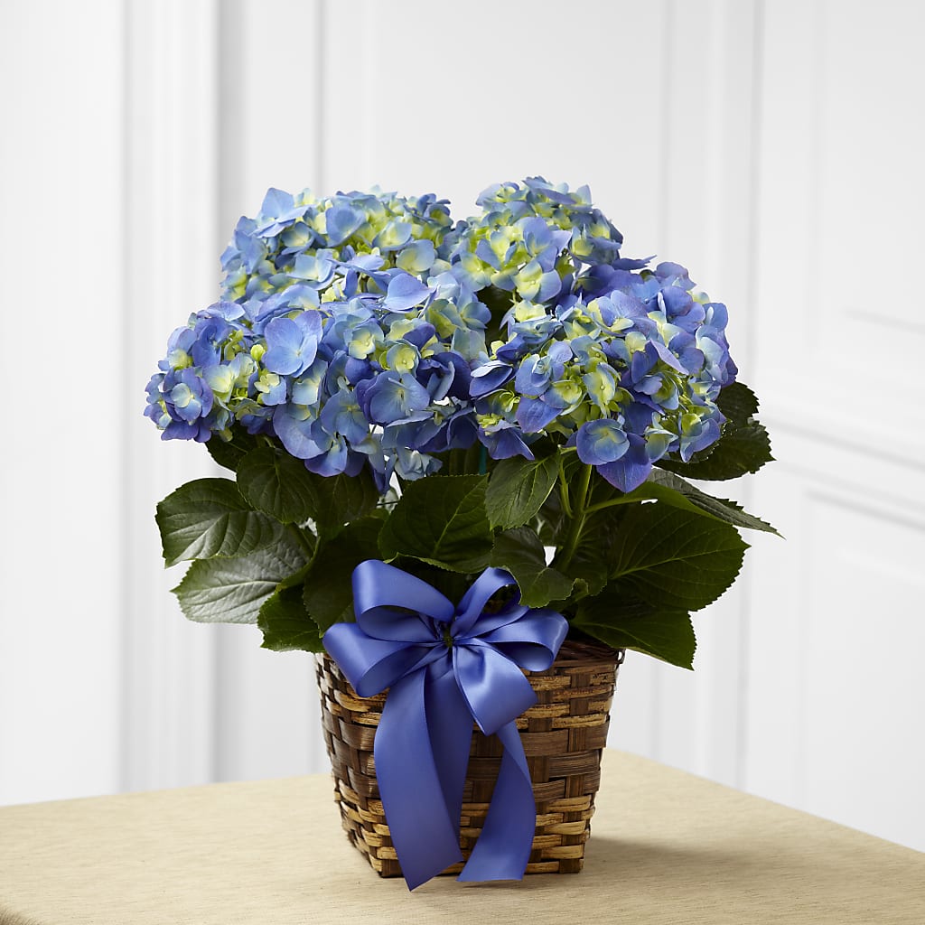 Blue Hydrangea Planter – BUTTERFLIES & BOUQUETS, Peterstown WV