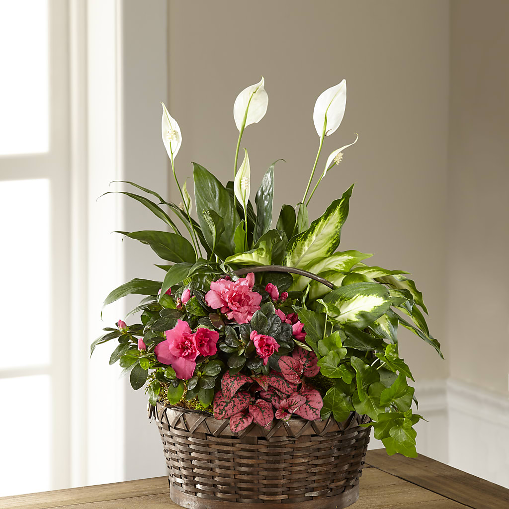 Dream in Pink Dishgarden – BUTTERFLIES & BOUQUETS, Peterstown WV
