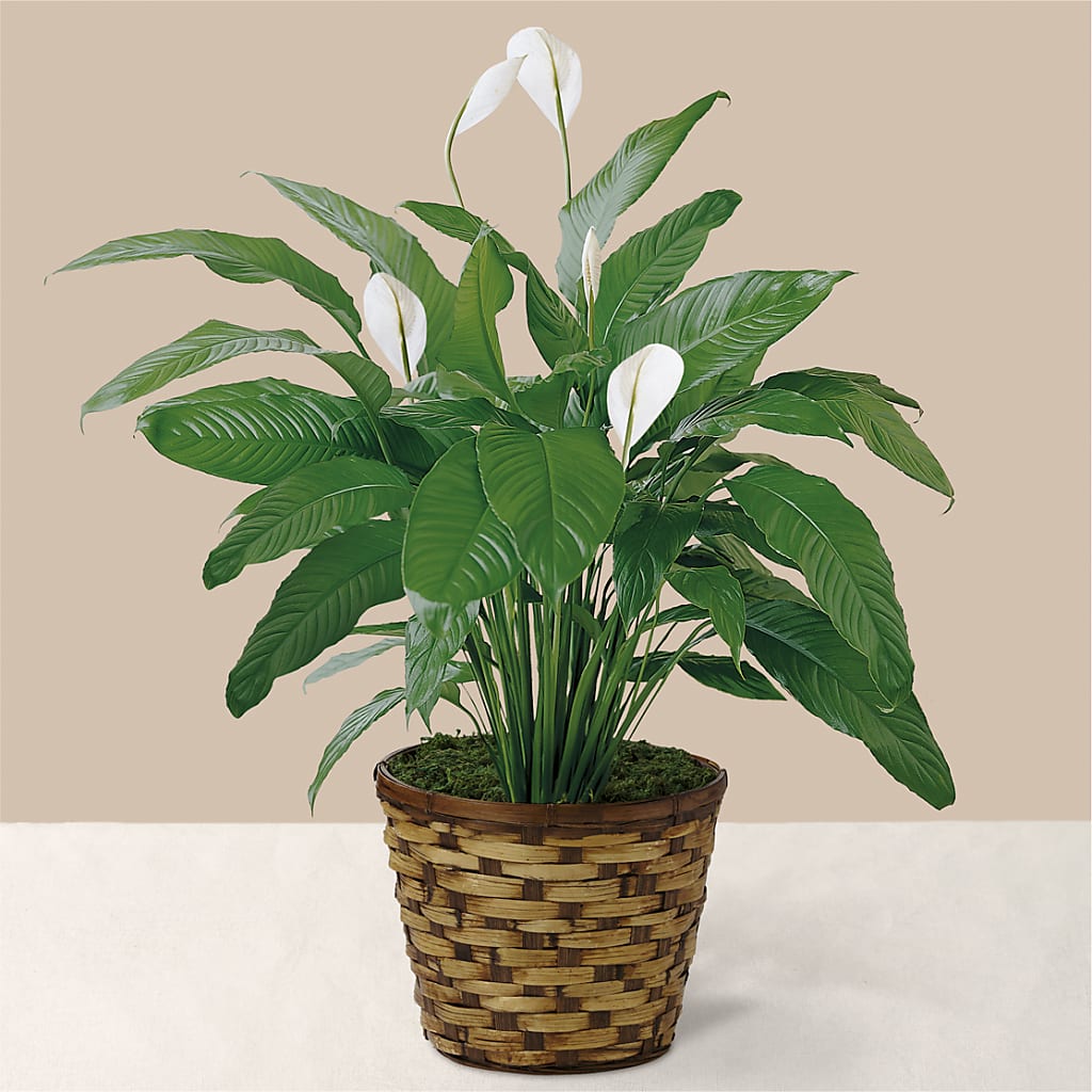 Tranquil Moments Peace Lily Plant – BUTTERFLIES & BOUQUETS, Peterstown WV