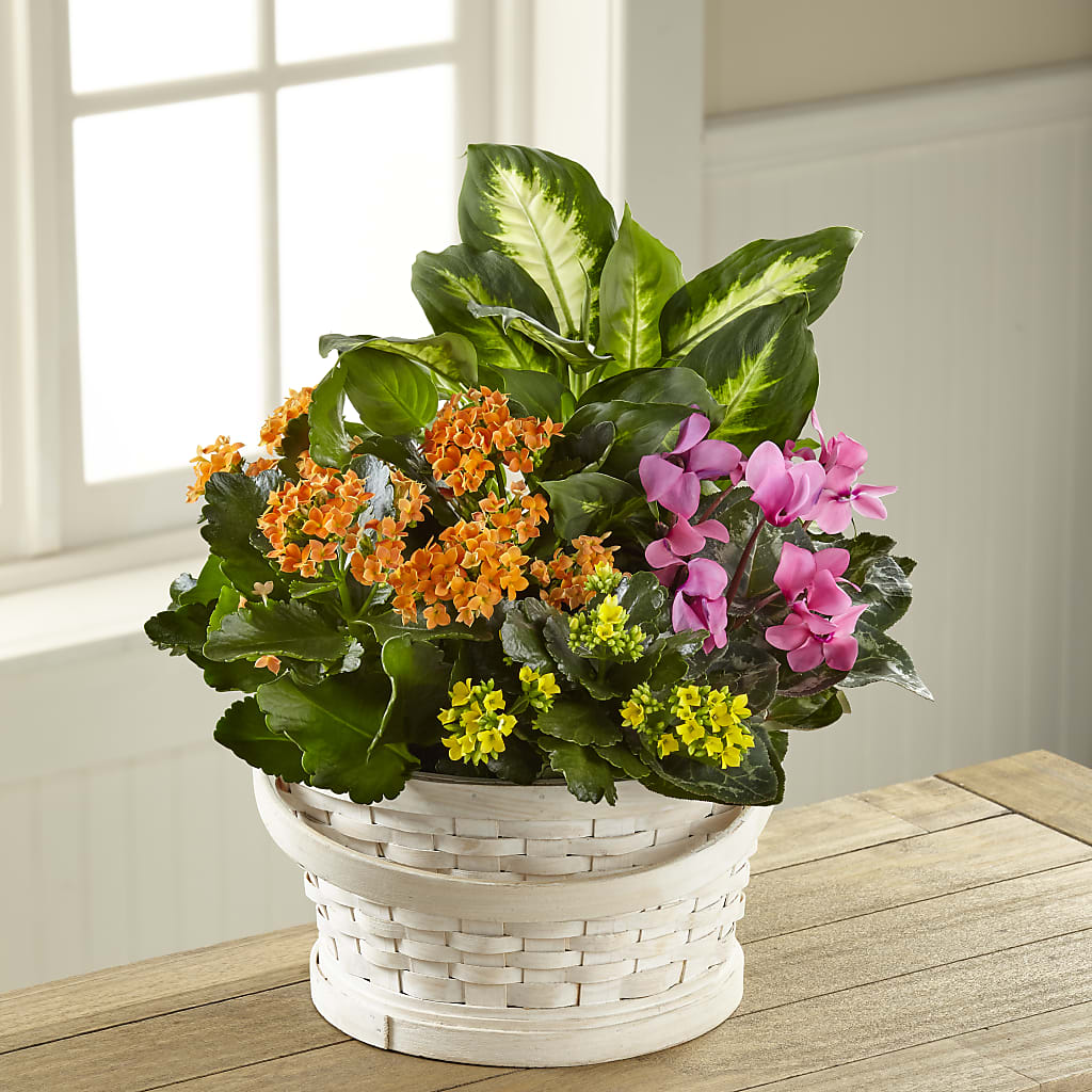 Color Crush Dishgarden – BUTTERFLIES & BOUQUETS, Peterstown WV