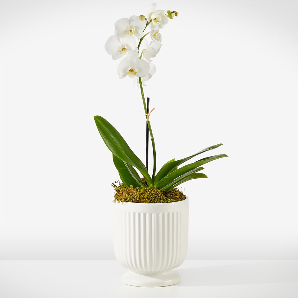 Whispering White Orchid – BUTTERFLIES & BOUQUETS, Peterstown WV