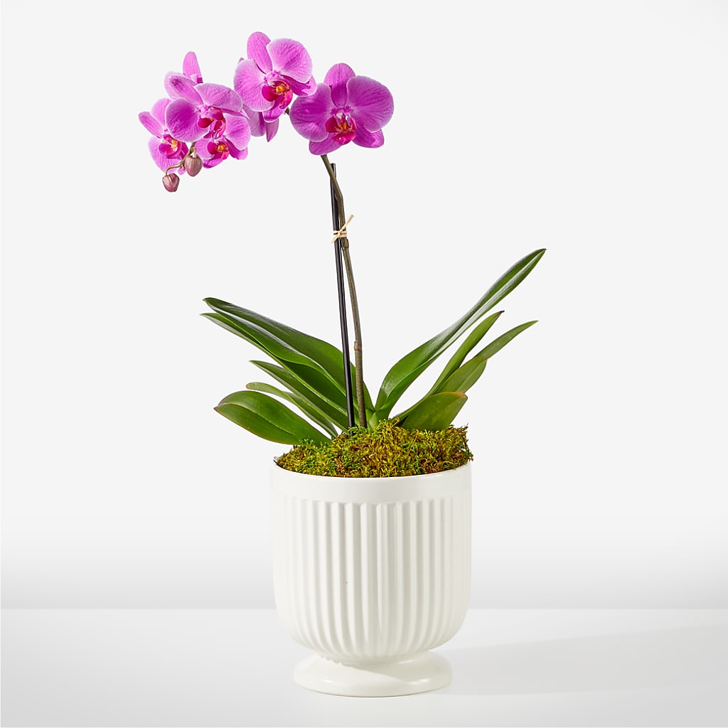 Friendly Fuchsia Orchid – BUTTERFLIES & BOUQUETS, Peterstown WV