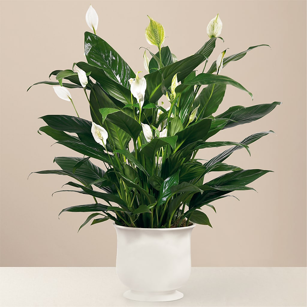 Comfort Planter – BUTTERFLIES & BOUQUETS, Peterstown WV
