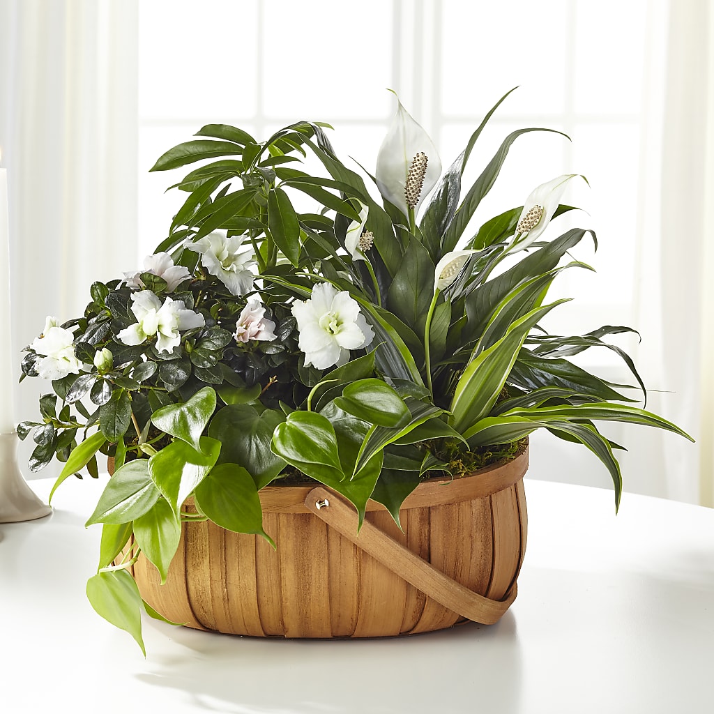 Serene Dishgarden – BUTTERFLIES & BOUQUETS, Peterstown WV