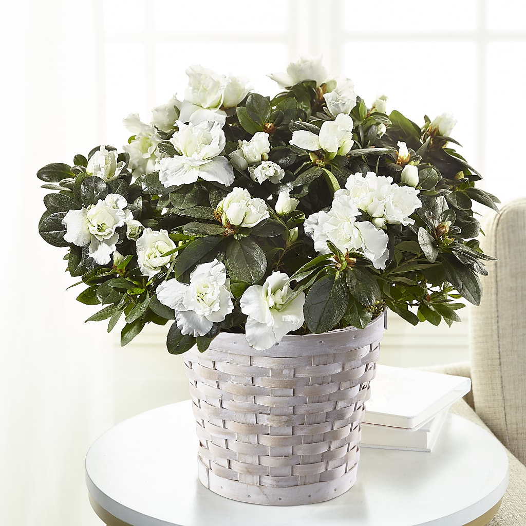 White Azalea Plant – BUTTERFLIES & BOUQUETS, Peterstown WV