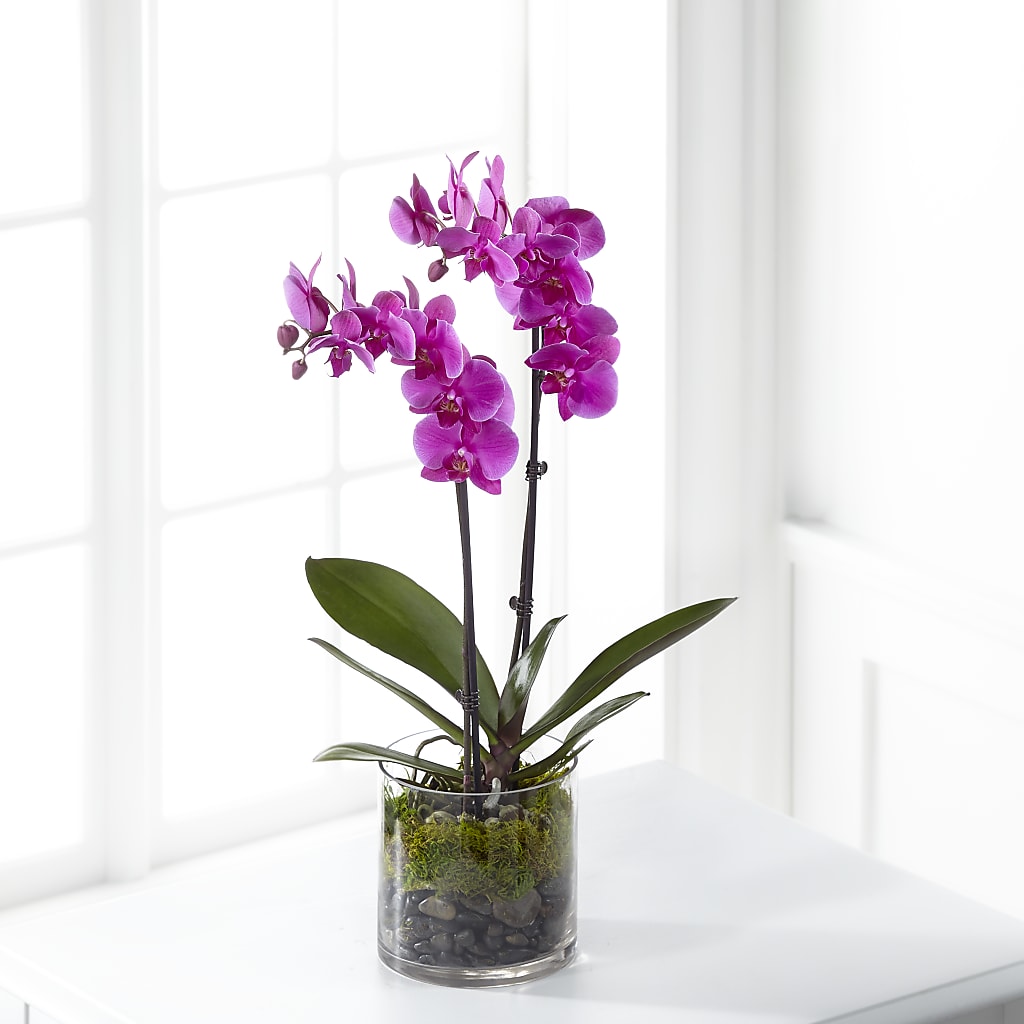 Pink Orchid Plant – BUTTERFLIES & BOUQUETS, Peterstown WV