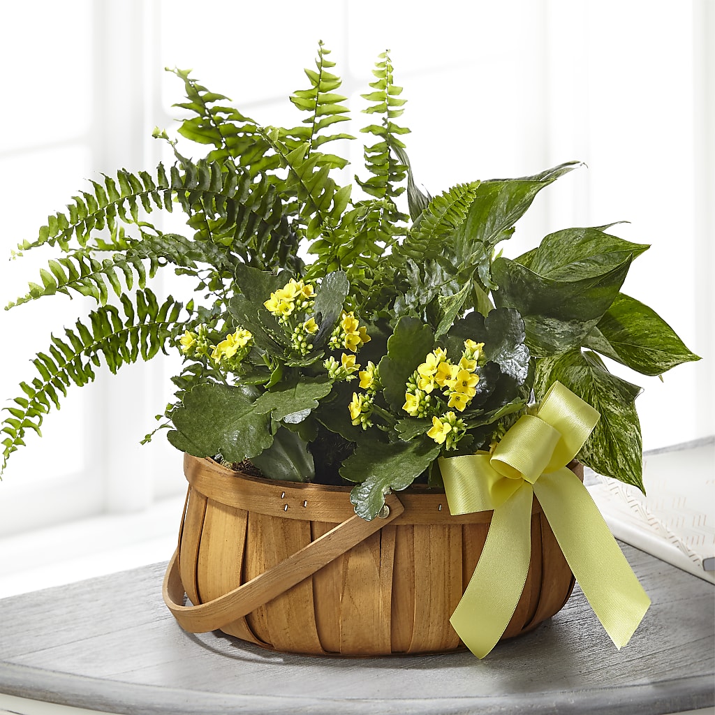 Always Dear Dishgarden – BUTTERFLIES & BOUQUETS, Peterstown WV