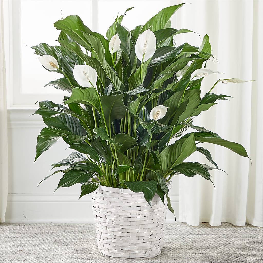 A New Leaf Peace Lily – BUTTERFLIES & BOUQUETS, Peterstown WV