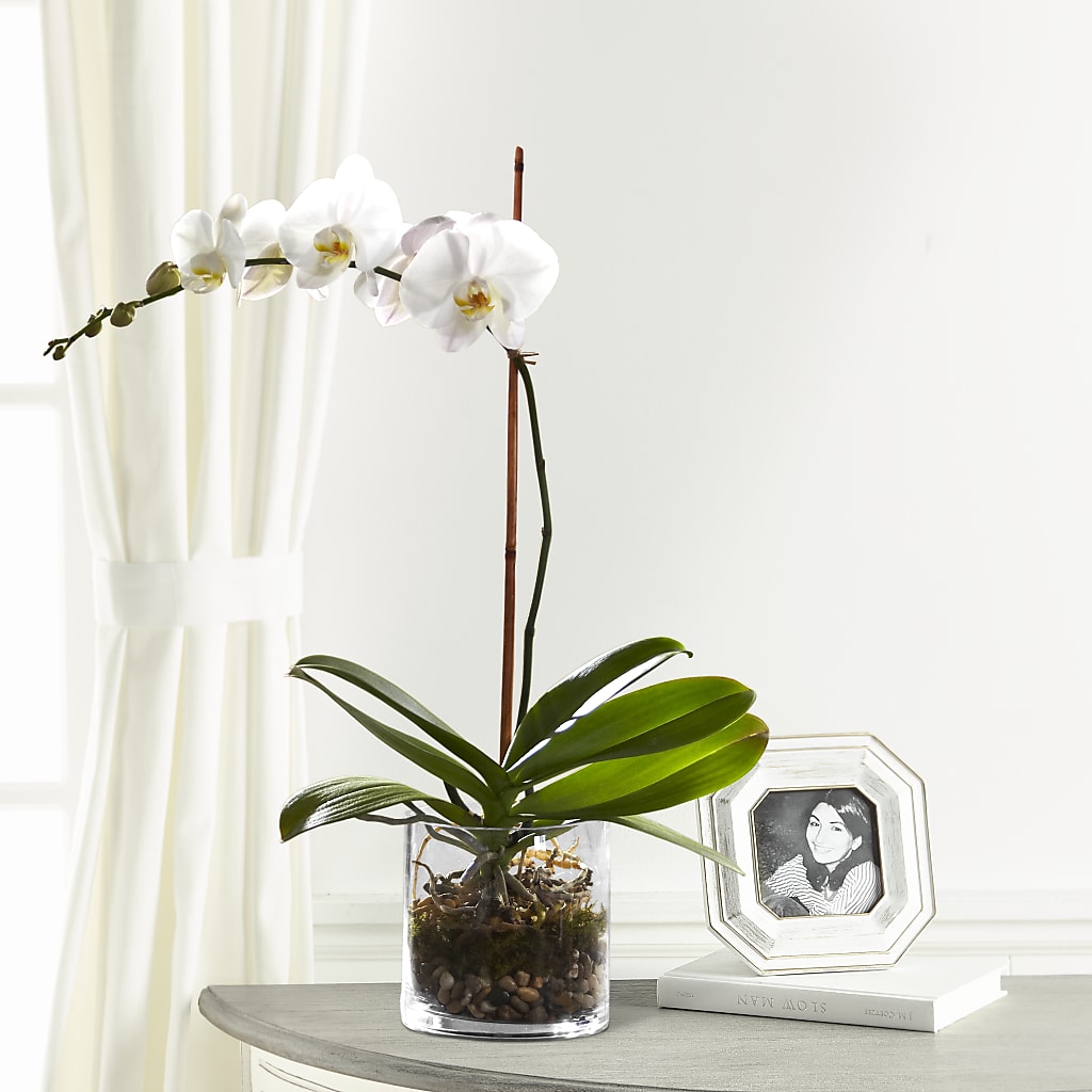 White Orchid Planter – BUTTERFLIES & BOUQUETS, Peterstown WV