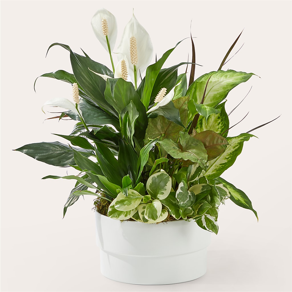 Radiating Positivity Dishgarden – BUTTERFLIES & BOUQUETS, Peterstown WV