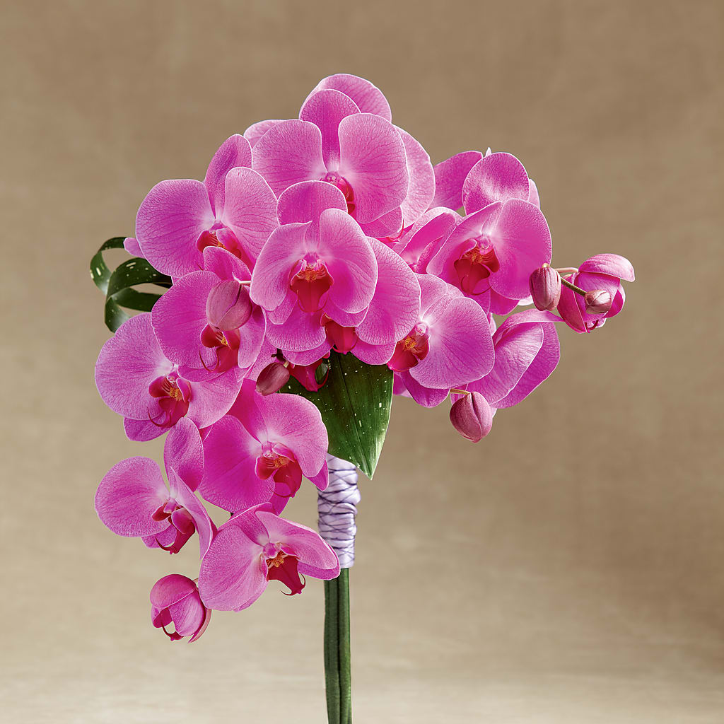 Glorious Bouquet – BUTTERFLIES & BOUQUETS, Peterstown WV