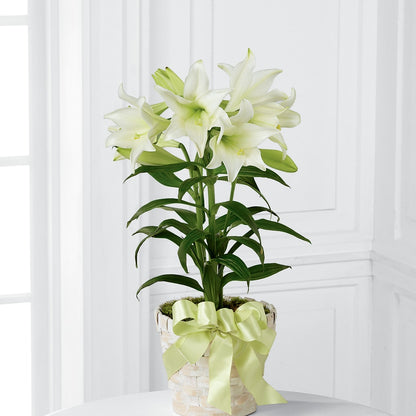 Easter Lily Plant – BUTTERFLIES & BOUQUETS, Peterstown WV