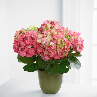 Pink Hydrangea Planter – BUTTERFLIES & BOUQUETS, Peterstown WV