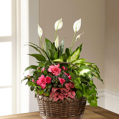 Dream in Pink Dishgarden – BUTTERFLIES & BOUQUETS, Peterstown WV