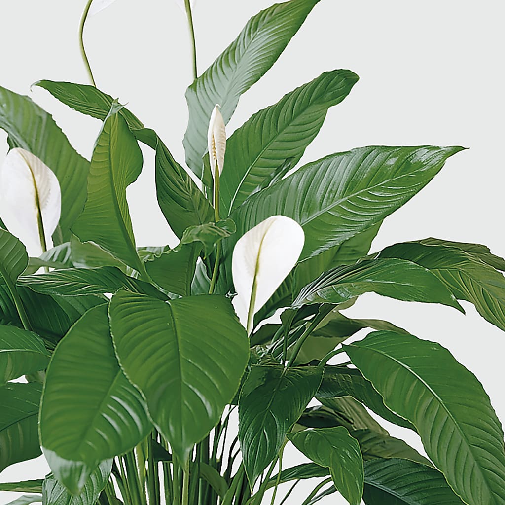 Tranquil Moments Peace Lily Plant – BUTTERFLIES & BOUQUETS, Peterstown WV