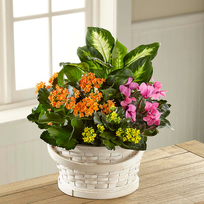 Color Crush Dishgarden – BUTTERFLIES & BOUQUETS, Peterstown WV
