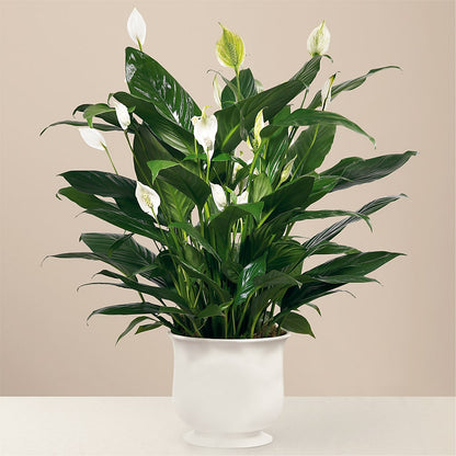 Comfort Planter – BUTTERFLIES & BOUQUETS, Peterstown WV