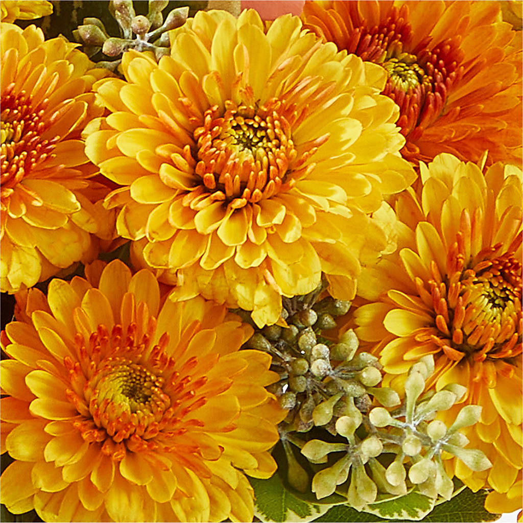 Peachy Pumpkin – BUTTERFLIES & BOUQUETS, Peterstown WV