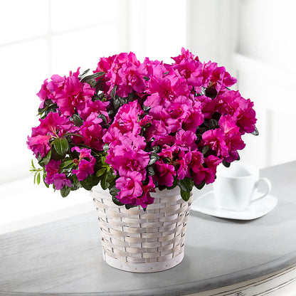 Hope & Serenity Azalea Plant – BUTTERFLIES & BOUQUETS, Peterstown WV