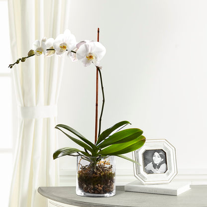 White Orchid Planter – BUTTERFLIES & BOUQUETS, Peterstown WV