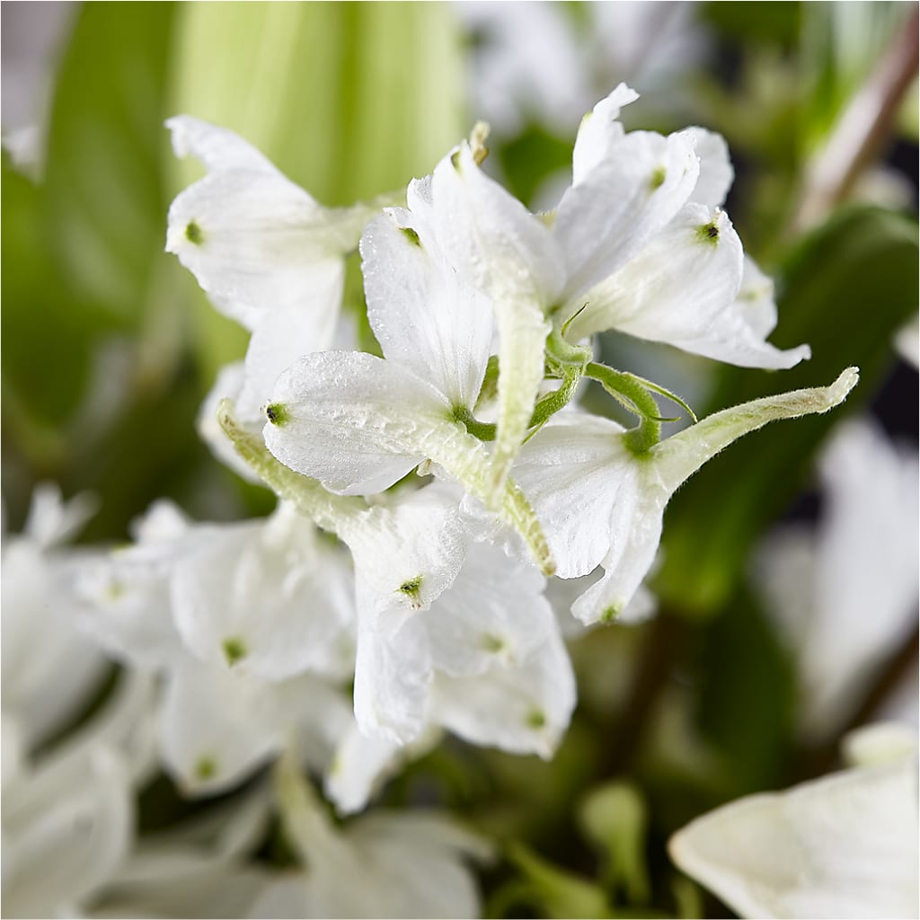 Classic Ivory – A Florist Original – BUTTERFLIES & BOUQUETS, Peterstown WV