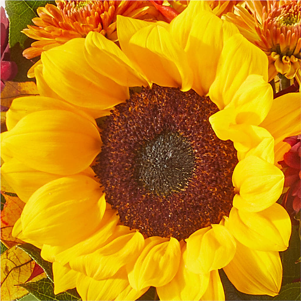 Sunny Side Bouquet – BUTTERFLIES & BOUQUETS, Peterstown WV